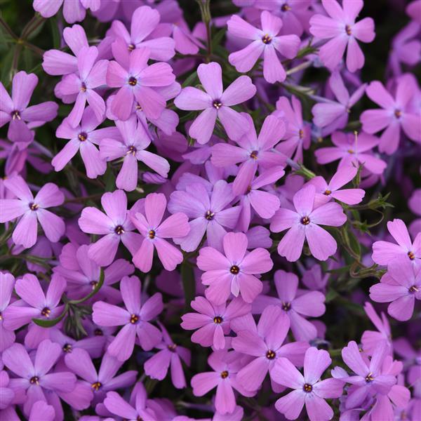 Phlox hybrida Spring Splash™ Lilac Bloom