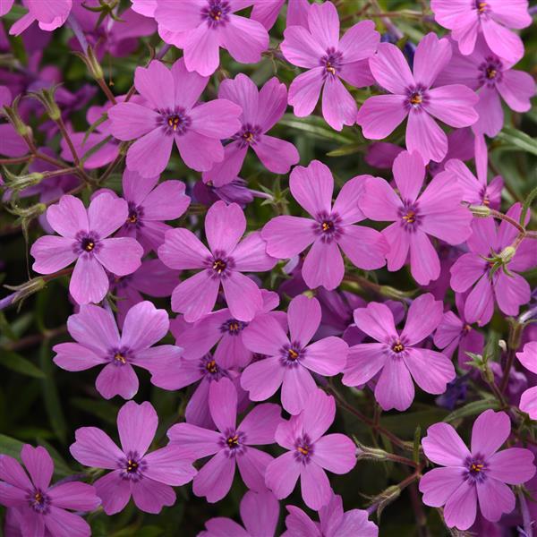 Phlox hybrida Spring Splash™ Violet Bloom