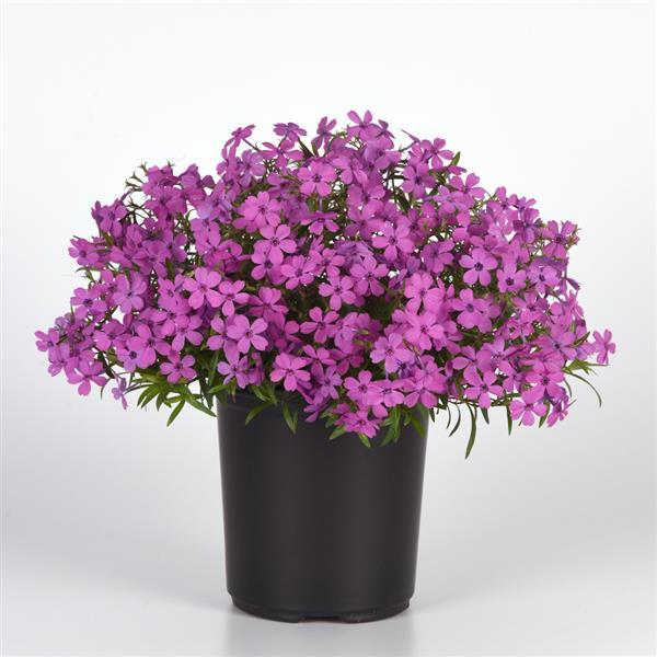 Phlox hybrida Spring Splash™ Violet Container