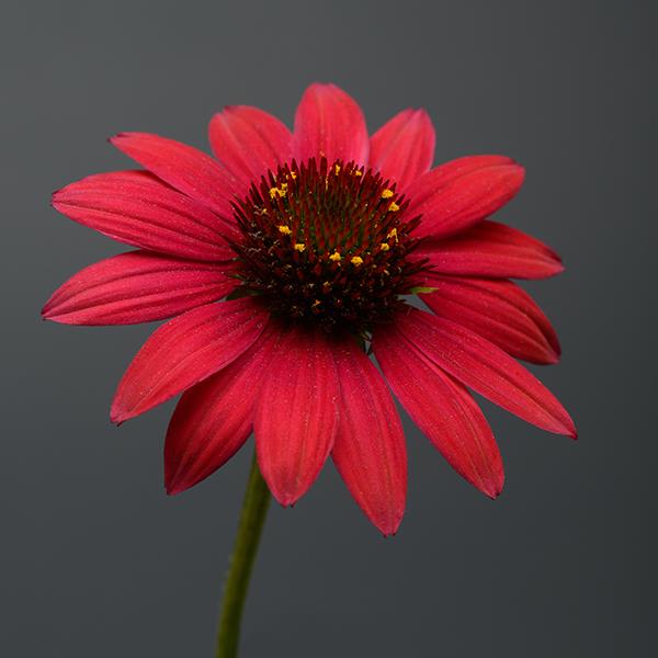 Echinacea Sombrero<sup>®</sup> Baja Burgundy Bloom