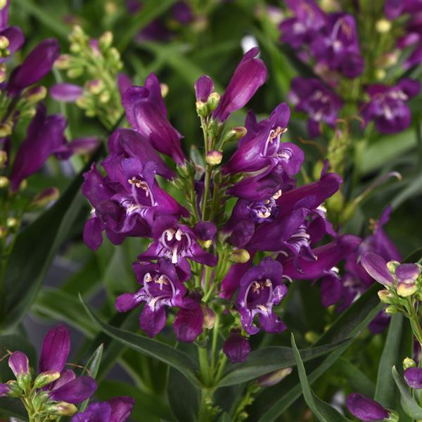 Penstemon barbatus Rock Candy<sup>®</sup> Purple Bloom