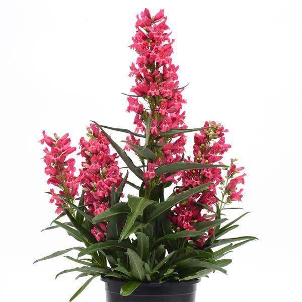Penstemon barbatus Rock Candy<sup>®</sup> Ruby Container