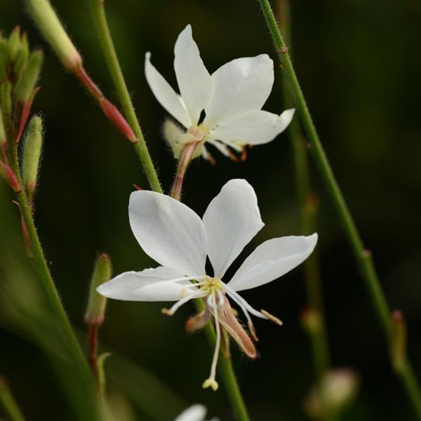 Gaura lindheimeri Belleza<sup>®</sup> White Bloom