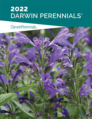 Darwin Perennials 2022 catalog