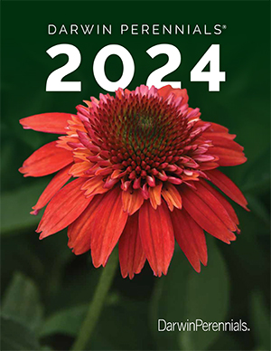 Darwin Perennials 2024 catalog