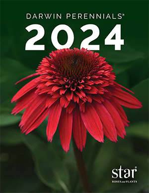 Darwin 2024 Catalog (Star Roses & Plants)