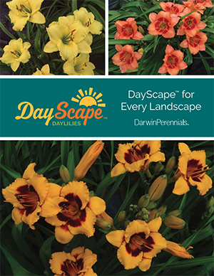 Dayscape Brochure