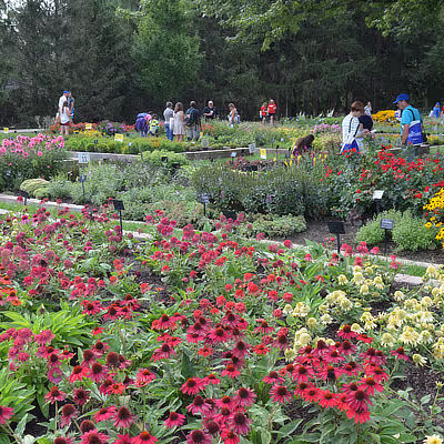 About Darwin Perennials photo