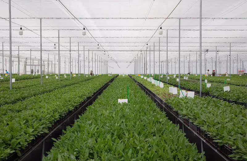 Greenhouse at Darwin Colombia