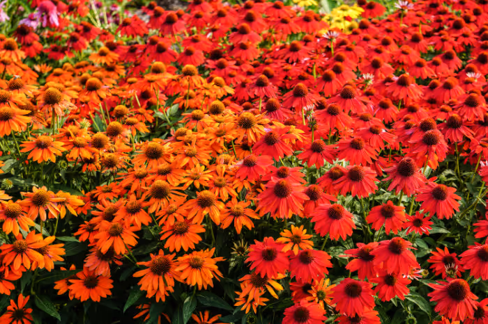 Echinacea Sombrero®