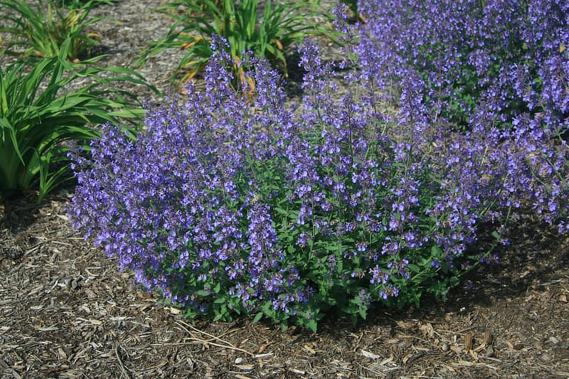 Lavender 'Superblue'