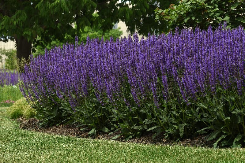 Lavender 'Superblue'