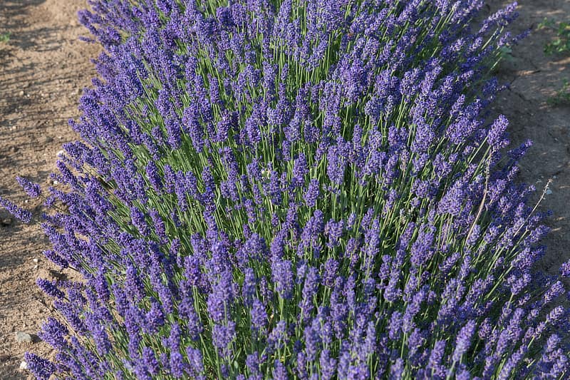 Lavender 'Superblue'