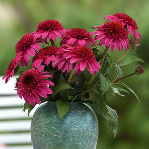 Cut Flowers photo