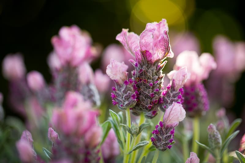 Lavandula