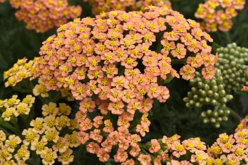 Achillea