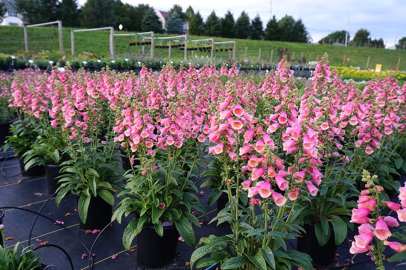 Digitalis