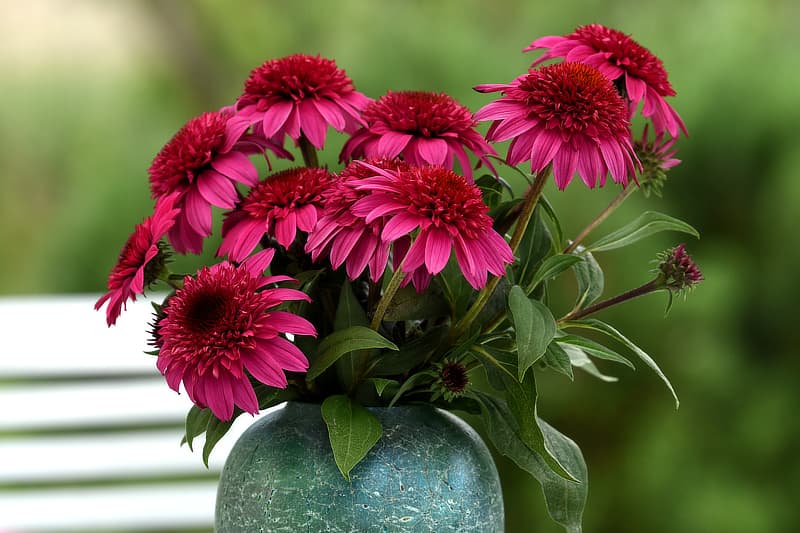Echinacea