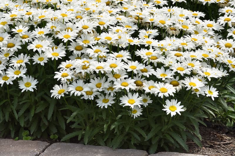 Leucanthemum
