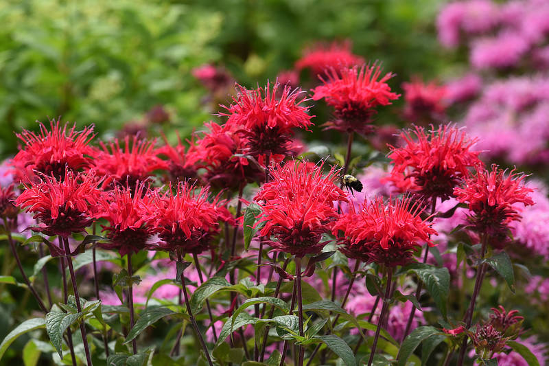 Monarda