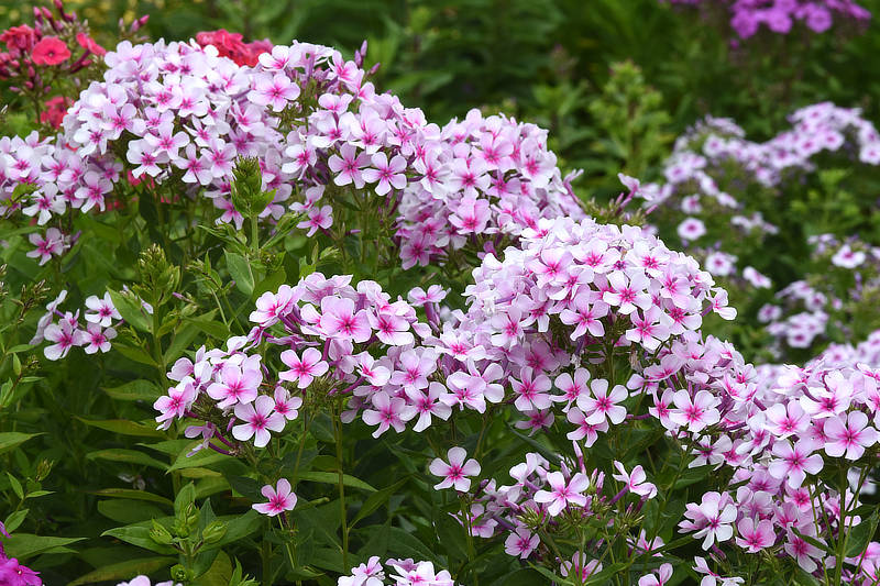 Phlox
