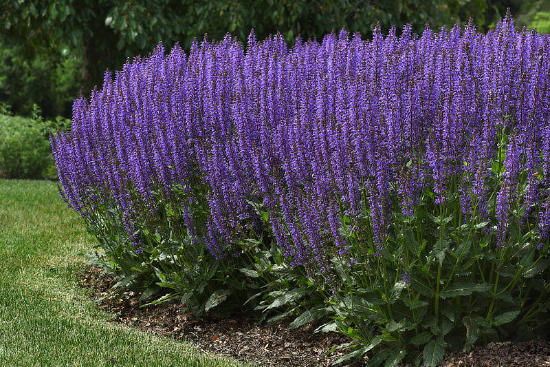 Salvia