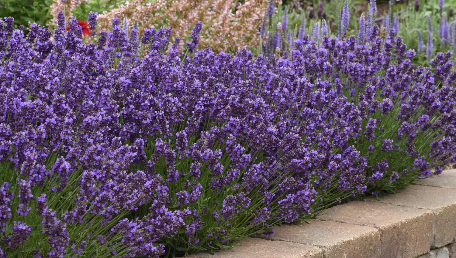 Lavendula 'SuperBlue'