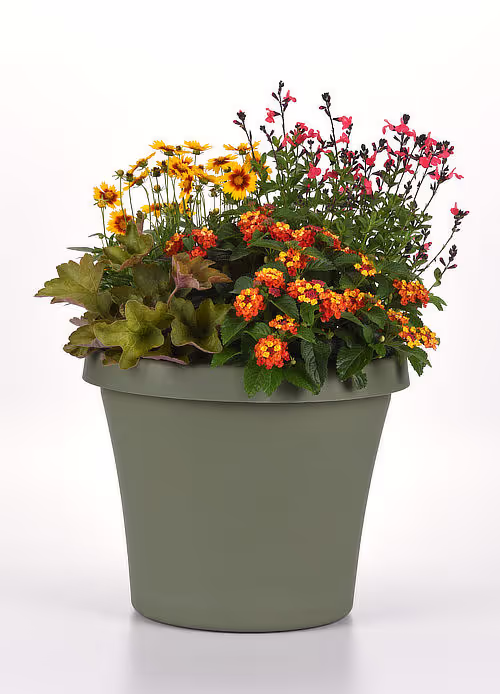 Fall perennials mix photo