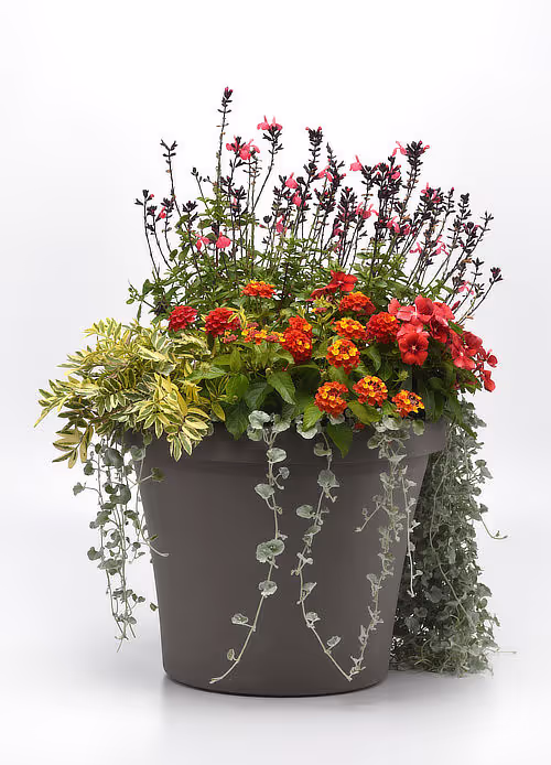 Fall perennials mix photo