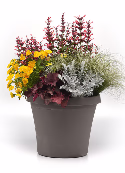 Fall perennials mix photo