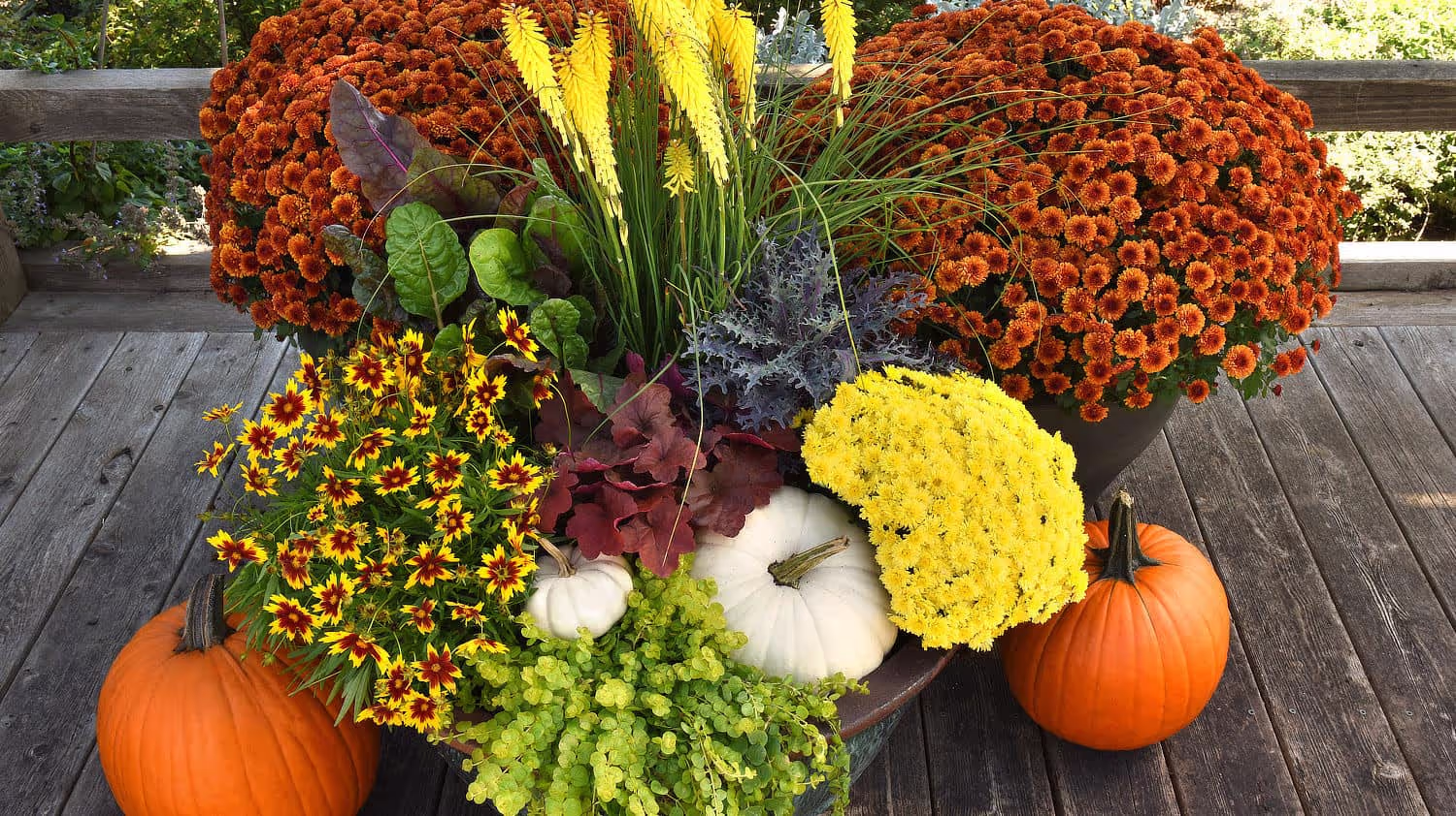 Perennials for Fall photo