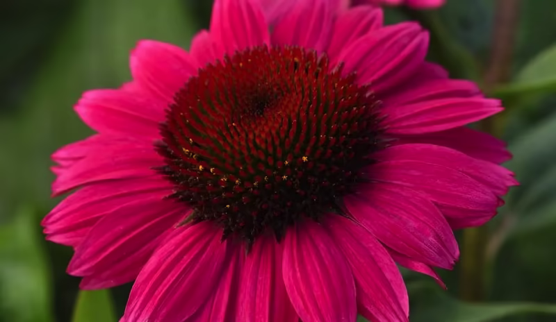 Image of New Variety