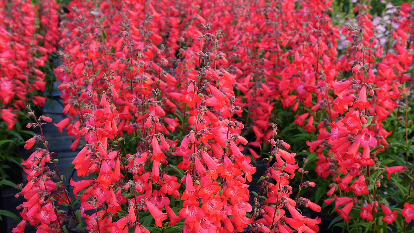 Photo of Phlox Sprint Splash Series