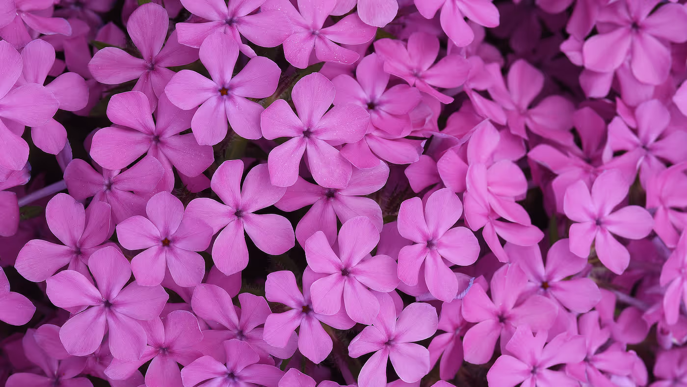Photo of Phlox Sprint Splash Series