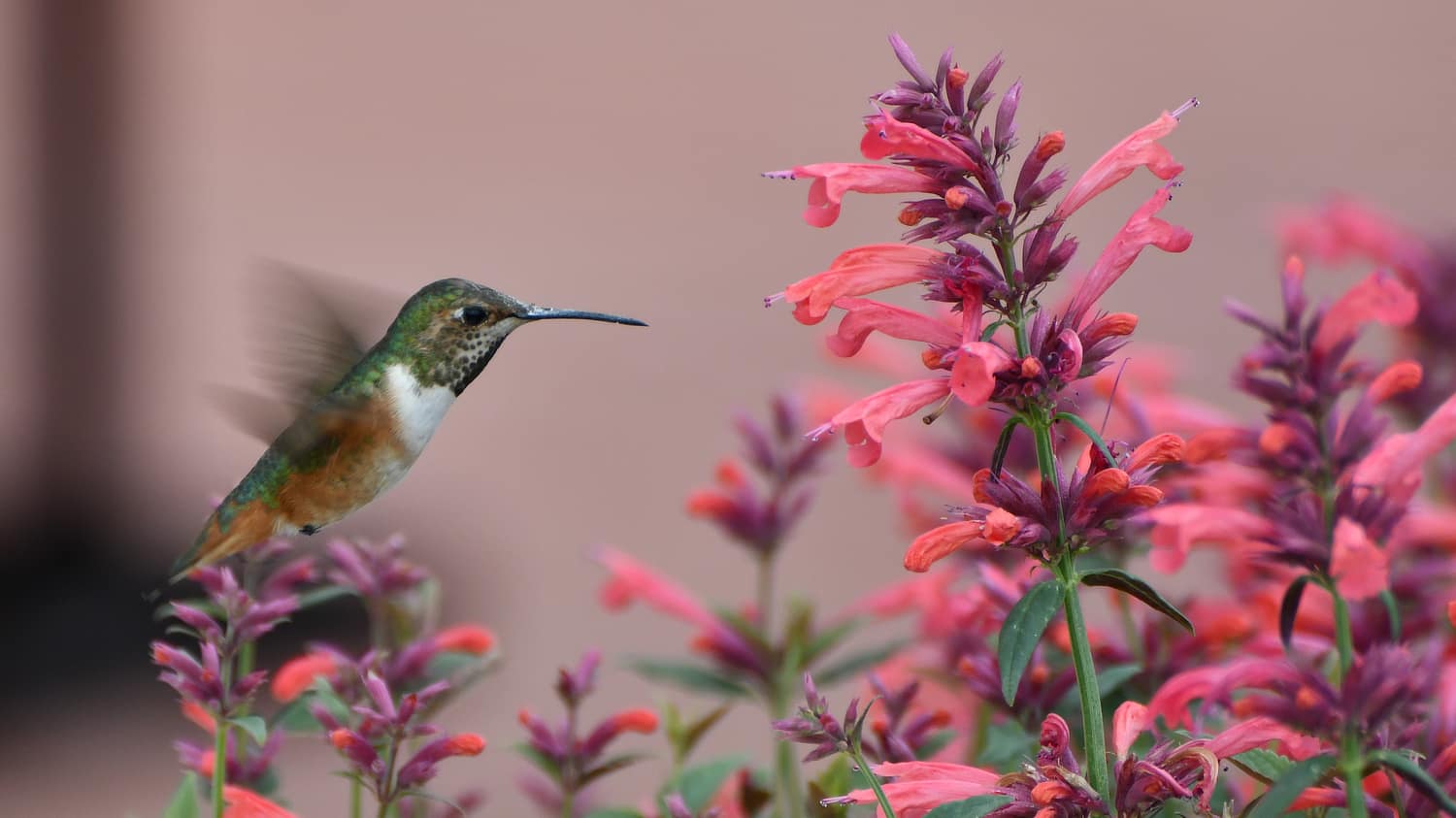 Hummingbird flying next to pollinator plant
