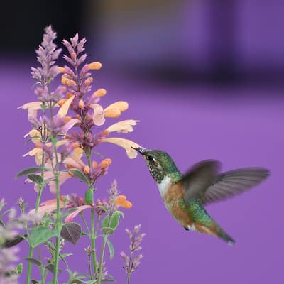 Hummingbirds photo