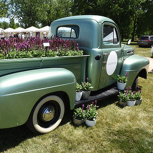 Darwin Perennials Day