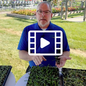 Darwin Videos