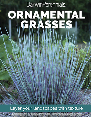 Ornamental Grasses Brochure