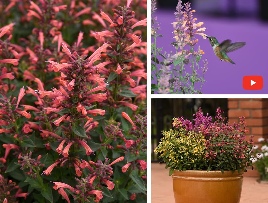Agastache Summerlong™