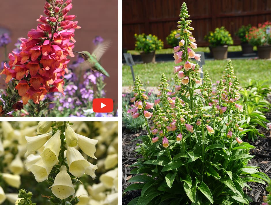 Digitalis Arctic Fox™