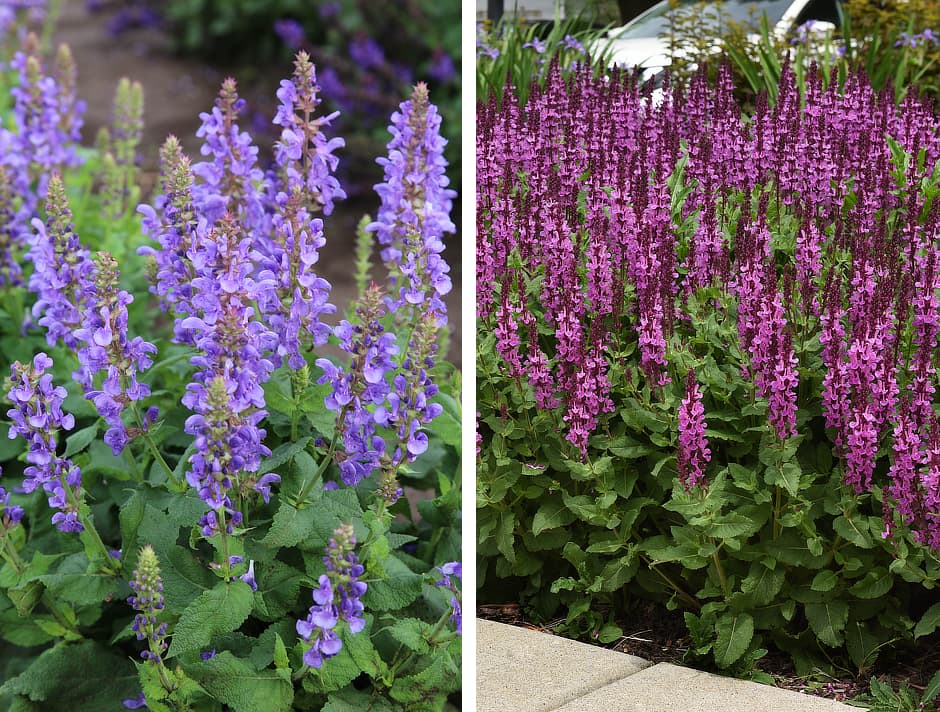 Salvia Marvel Collection