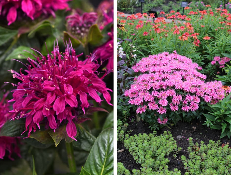 Monarda BeeMine™