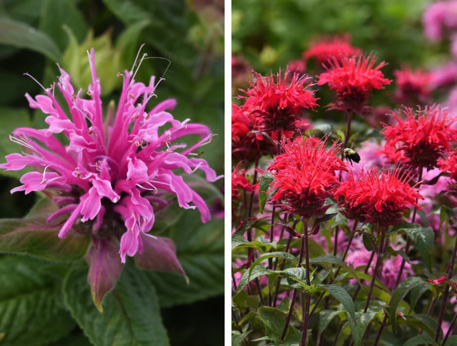 Monarda BeeMine™
