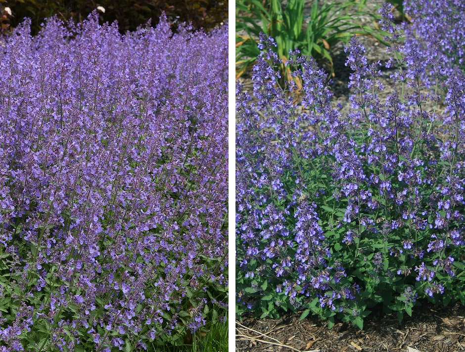 Nepeta Junior Walker™