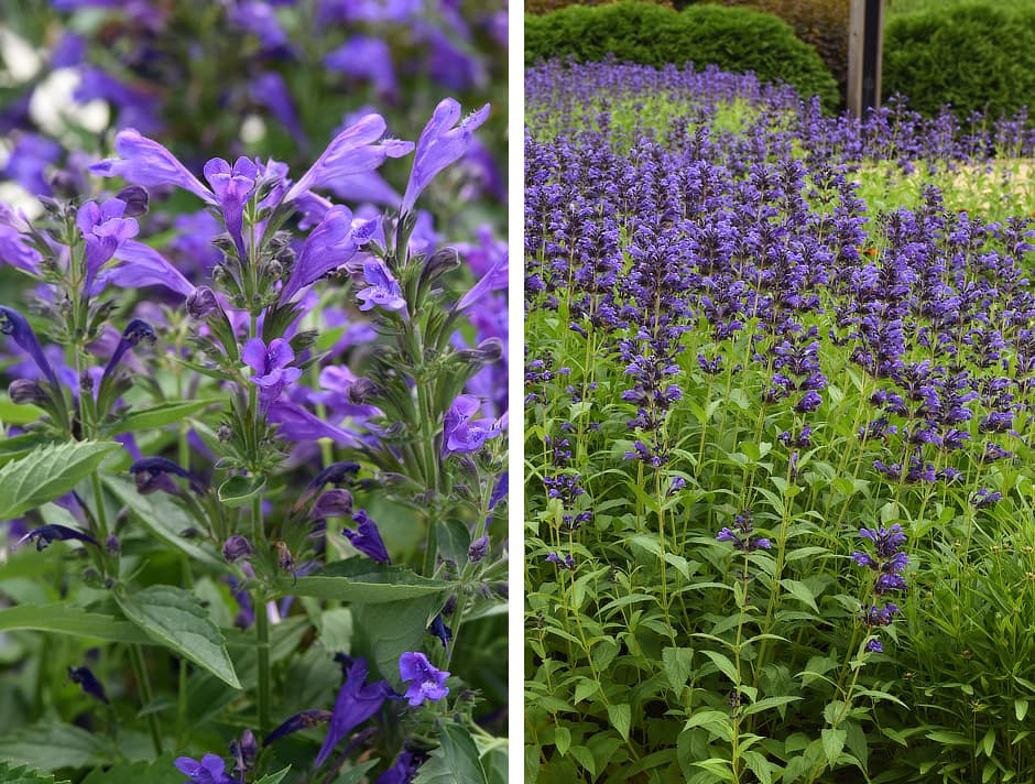 Nepeta Prelude™ Purple