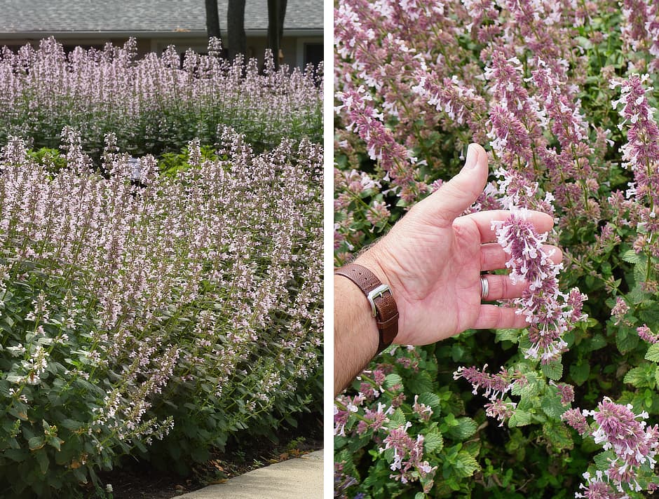 Nepeta Whispurr™