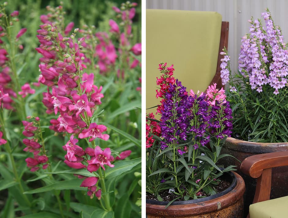 Penstemon Rock Candy®