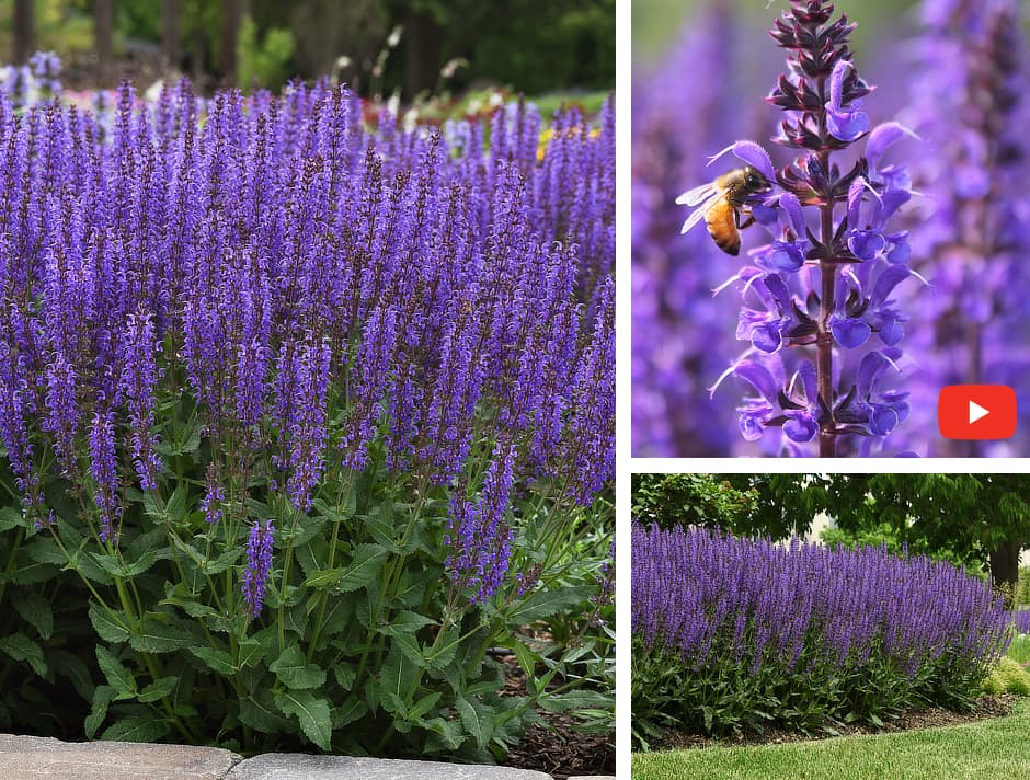 Salvia 'Blue by You'