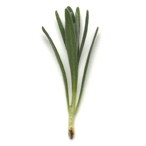 Genesis™ Direct-Stick callused cuttings photo